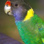 Australian mallee Ringneck Port Lincoln parrot Parakeet3