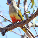 Blue Bonnet Parrot Parakeet