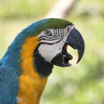 Blue-and-Yellow-Macaw8