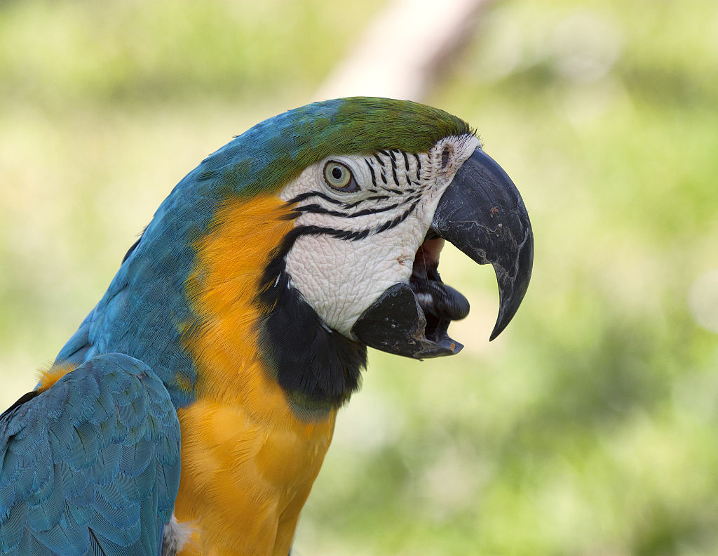 Living Jungle | Blue and Gold / Yellow Macaw