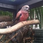 Bourke's Parrot Parakeet4