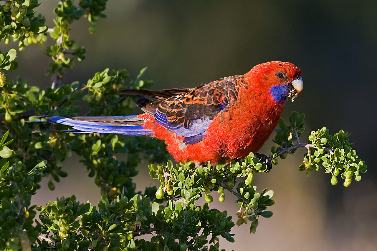 Crimson Rosella Parrot Parakeet3