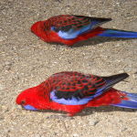 Crimson Rosella Parrot Parakeet4