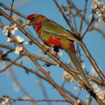 Crimson Rosella Parrot Parakeet5