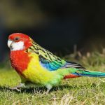 Eastern Rosella Parrot Parakeet