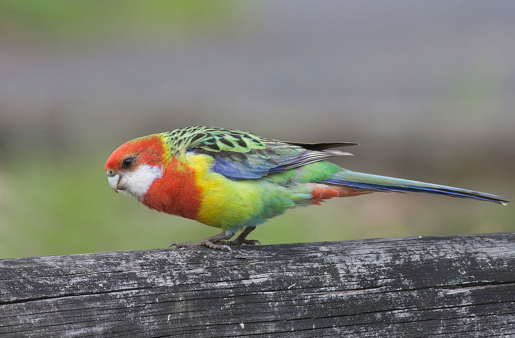 Eastern Rosella Parrot Parakeet3