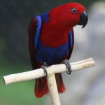 Eclectus Parrot Parakeet4