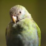 Hooded Parrot Parakeet2