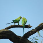 Indian Ring Necked Parrot2