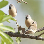 Long Tailed Finch2