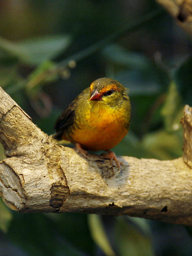 Orange Breast Finch