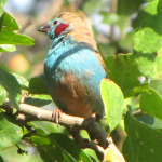 Red-Cheeked Cordon-Bleu Finch4