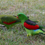 Red-Winged Parrot Parakeet