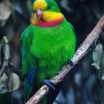 Superb Parrot Parakeet2
