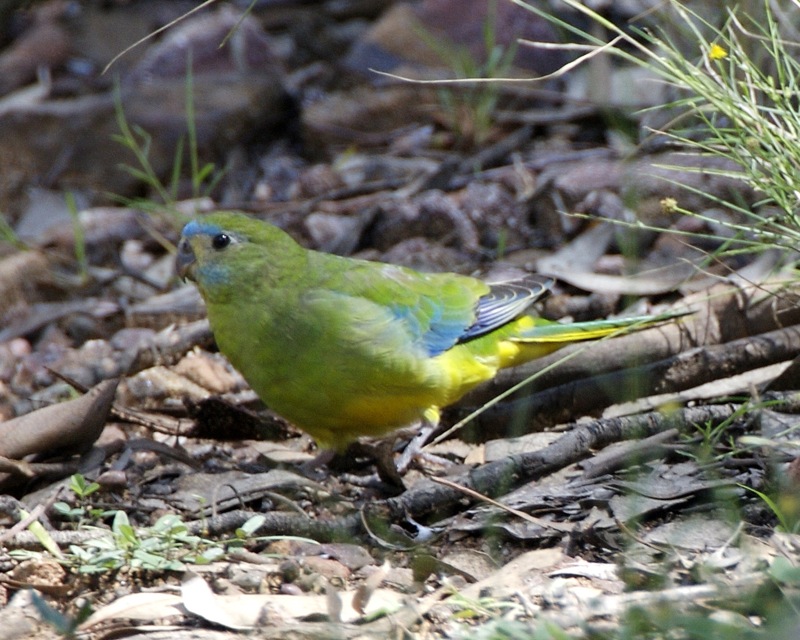 Turquoise Parrot Parakeet3