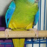 Turquoise Parrot Parakeet4